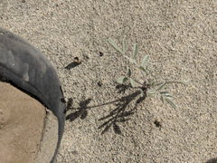 Astragalus aridus