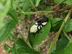 Eusceptis flavifrimbriata