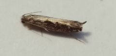 Erechthias fulguritella