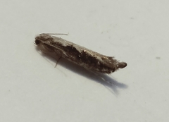 Erechthias fulguritella