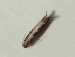 Erechthias fulguritella