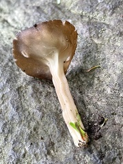 Helvella solitaria