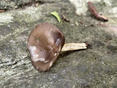 Helvella solitaria