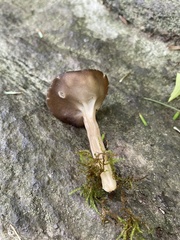 Helvella solitaria