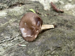 Helvella solitaria