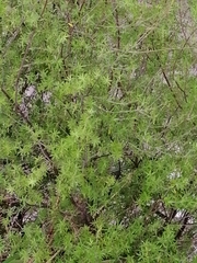 Leucopogon fasciculatus