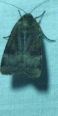 Noctua interposita