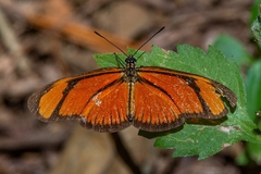Eueides aliphera aliphera