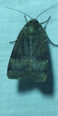 Noctua interposita