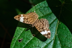 Ectima thecla
