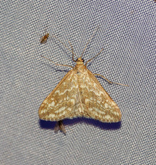 Evergestis frumentalis