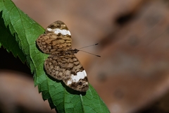 Ectima thecla