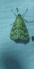 Evergestis frumentalis