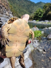 Actinemys marmorata marmorata