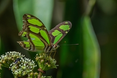 Philaethria wernickei