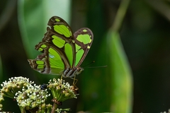Philaethria wernickei