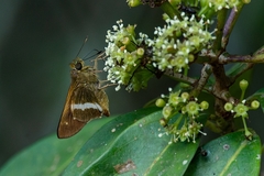 Tirynthia conflua