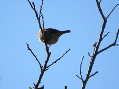 Passer domesticus