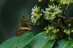 Tirynthia conflua