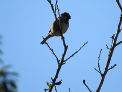 Passer domesticus