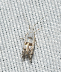 Argyresthia thuiella