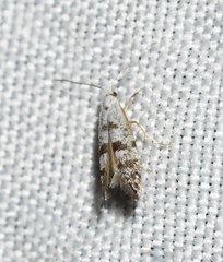 Argyresthia thuiella