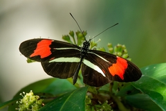 Heliconius besckei