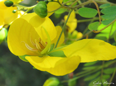 Senna trachypus