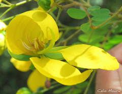 Senna trachypus