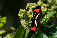 Heliconius besckei