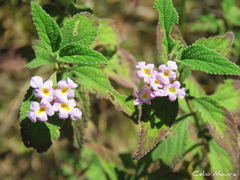 Lantana fucata