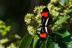 Heliconius besckei