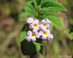 Lantana fucata