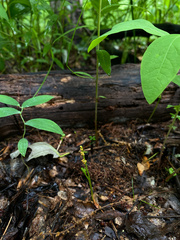 Botrychium tenebrosum