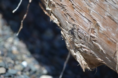 Exoprosopa dorcadion