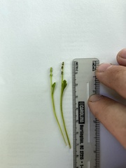 Botrychium tenebrosum