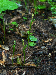 Botrychium tenebrosum