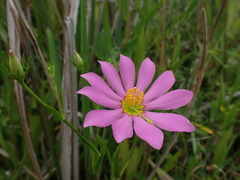 Sabatia decandra