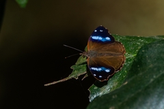 Cybdelis phaesyla