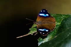 Cybdelis phaesyla