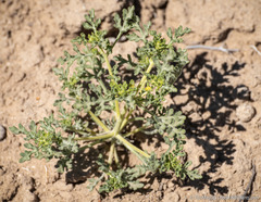 Euphrosyne nevadensis