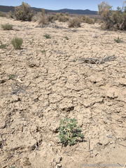 Euphrosyne nevadensis