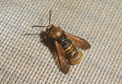 Sesiidae