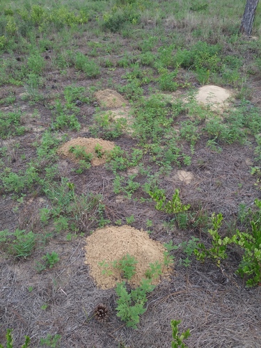 Southeastern Pocket Gopher