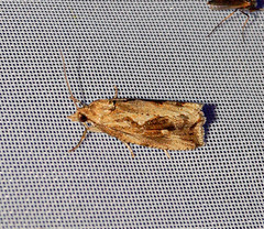 Endothenia quadrimaculana