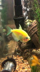 Gymnocorymbus ternetzi