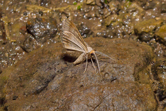 Lepidoptera