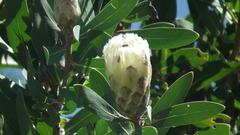 Protea mundii
