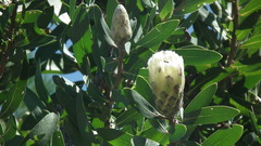 Protea mundii