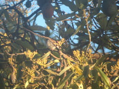 Haemorhous mexicanus